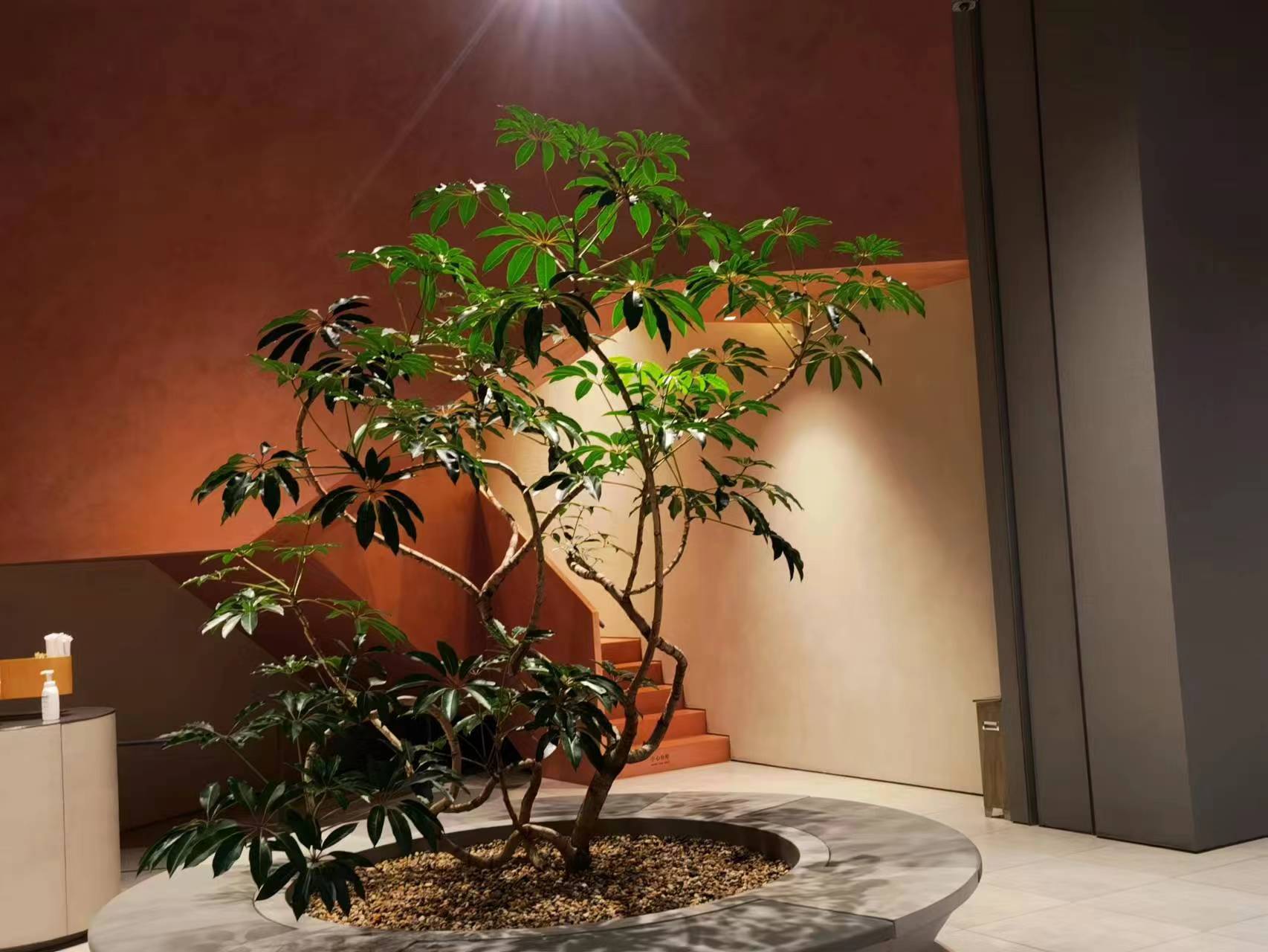 酒店大堂選擇綠植租賃時，該如何設計組景【最新資訊】